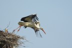 Ciconia ciconia