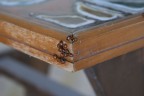 Coccinelle
