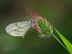 Farfallina bianca