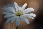 Anemone