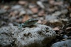 Lizard