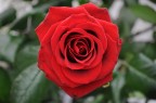 Rosa rossa