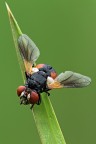mosca