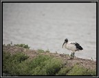Ibis Sacro # 2