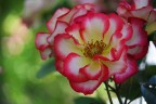 Rosa di maggio II
