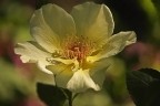 Rosa di maggio III