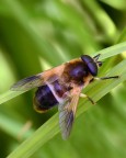 ...Mosca...!!!