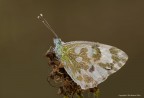 Pontia Edusa