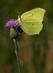 Cedronella
