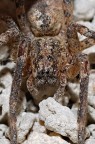 Homemade Spider