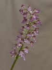 orchidea selvatica