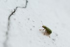 Polydrosus sericeus (se non erro?!?!).

Prima prova con lens reverse.

50mm 
f 4 
1/250s 
ISO250

Suggerimenti e critiche sempre ben accetti.