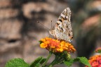 primavera
