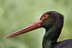cicogna nera