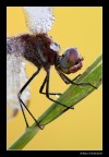 ...ritratto di Sympetrum fonscolombii...