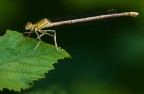 Platycnemis pennipes