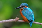 Quel colorato oggetto del desiderio
