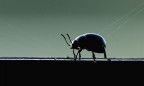 Timarcha tenebricosa