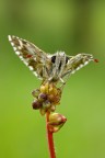 suggerimenti e critiche ben accettati.
canon eos50d
sigma 105 macro f 2,8
f18
1/5s
iso 200
treppiede+scatto remoto
0re 8,30
versione a 1500
http://img339.imageshack.us/img339/23/img1419copia1500.jpg