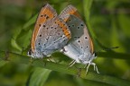 La copia perfetta &quot;Lycaena dispar&quot;
