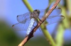 libellula...