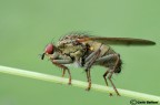 Scatophaga stercoraria