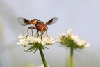 Ectophasia crassipennis