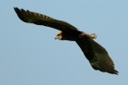 Falco di palude