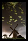 Dreaming