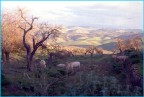 prova