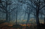 Magic Wood