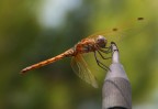 ...non conosco la specie...

1/160
F 5.6
400 ISO
55 mm