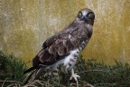 rapace