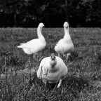 duck attack