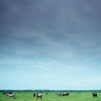 atom heart mother
