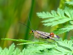 mosca scorpione