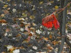 Autunno: foglie colorate