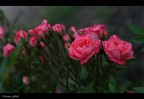 rosette