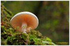 Giocando con i funghi