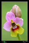 Eccovi una Ophrys tenthredinifera ripresa quasi 2 mesi fa. Una delle orchidee spontanee pi belle secondo me! La luce era pessima, quella delle 12:00, quindi ho usato un grosso pannello diffusore e un pannello riflettente per riempire le ombre rimaste. Canon 40D, Tamron 180mm, f16, iso 200, 1/40, treppiedi, scatto remoto.
[url=http://img691.imageshack.us/img691/5707/ophrystenthredinifera12.jpg][b]Immagine a 1200px[/b][/url]