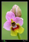 ...Ophrys tenthredinifera...