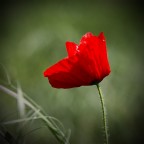 red in the sun