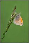 Coenonympha-pamphilus