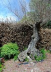 L'albero della vita