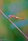 Dragonfly in un mondo di colori