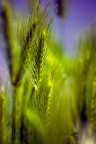 Verde movimento
