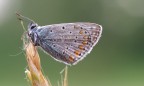 Farfalla