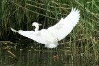 prime prove di foto naturalistiche dall oasi naturale di casalbeltrame