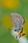 Farfalla