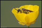 Nella coppa d'oro